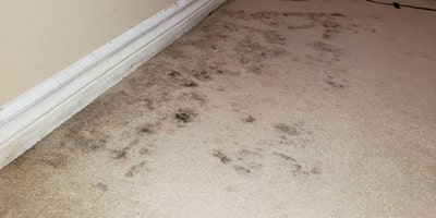 Carpet mould removal