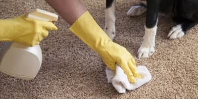 Carpet odour removal