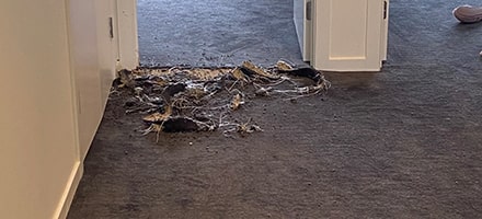 Carpet Repair Melbourne